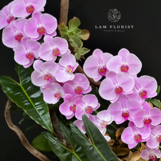  “Tựa Nắng Bình Minh – Lan Hồ Điệp Hồng Pastel” 🌸