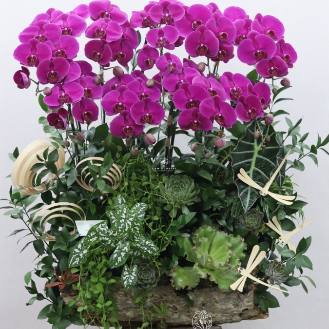 “Vượng Lan Phú Quý”