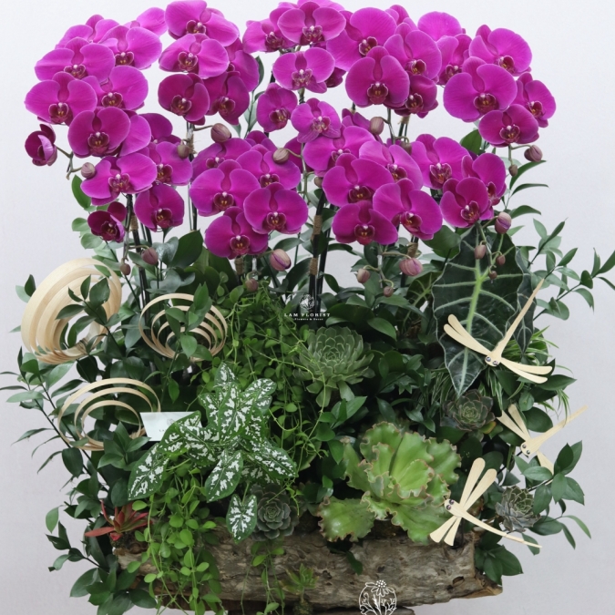 “Lan Vũ Thành Công” 