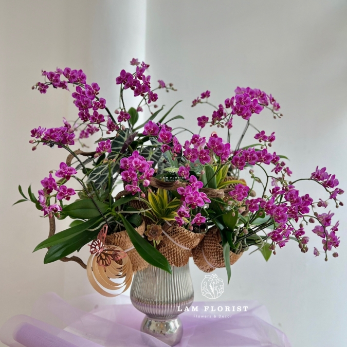 Lan Hồ Điệp Mini Tím Thanh Tú