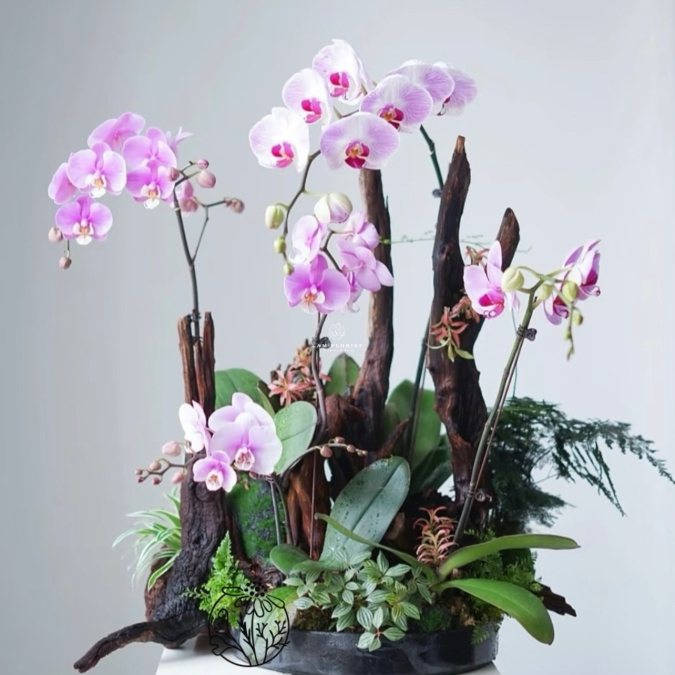 Lan Hồ Điệp Tím Ngọc – Thanh Âm Thiên Nhiên