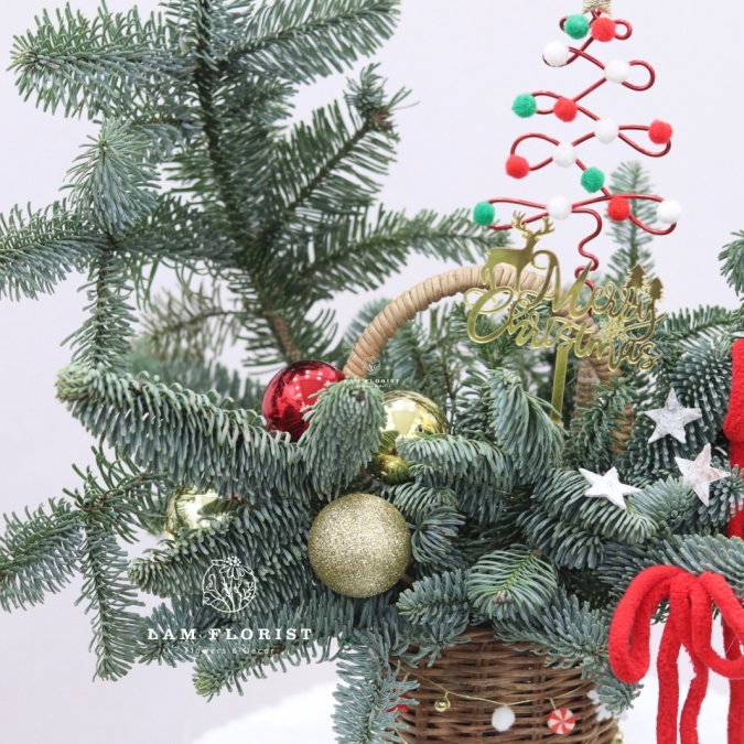  “Merry Mini Tree” – Chậu Thông Giáng Sinh Đan Mạch