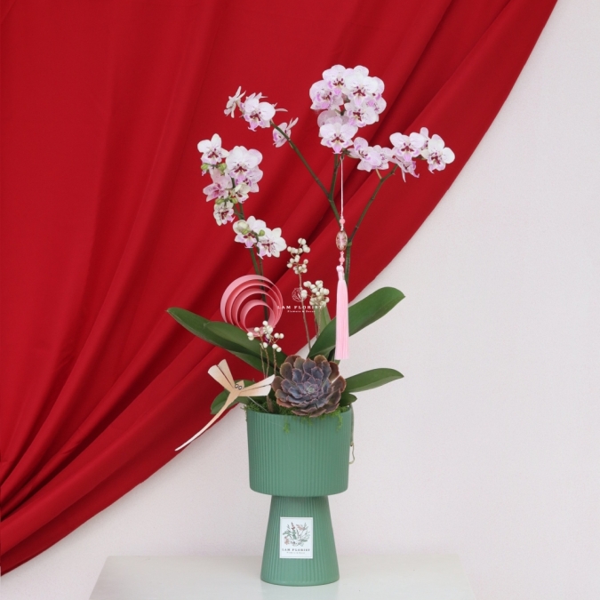 Lan Ngọc Xuân Mini 