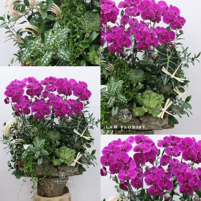 “Lan Vũ Thành Công” 