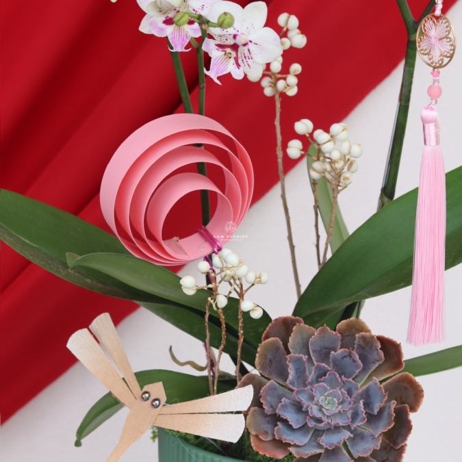 Lan Ngọc Xuân Mini 