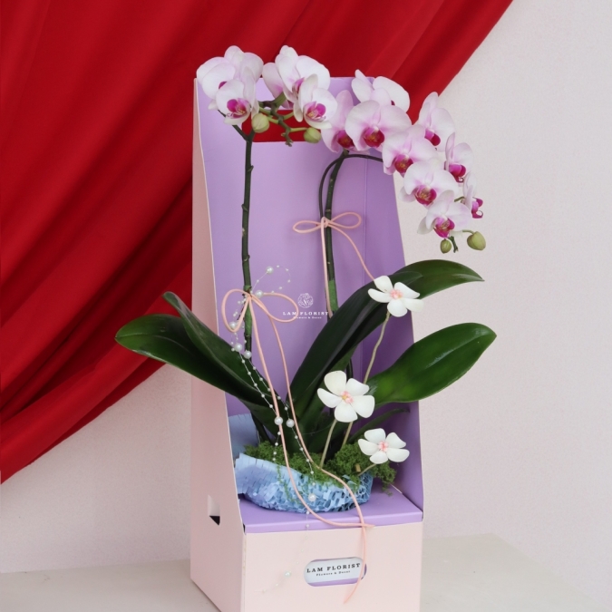 Lan Ngọc An Xuân Mini 