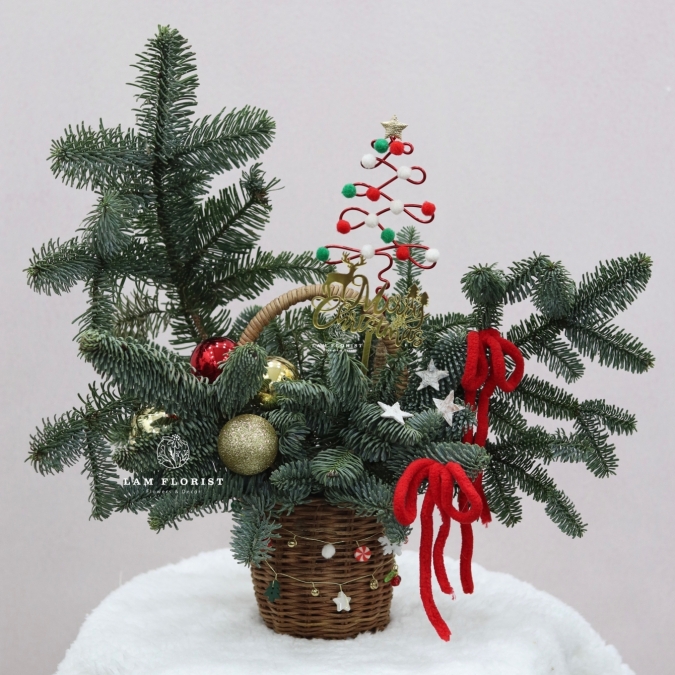  “Merry Mini Tree” – Chậu Thông Giáng Sinh Đan Mạch