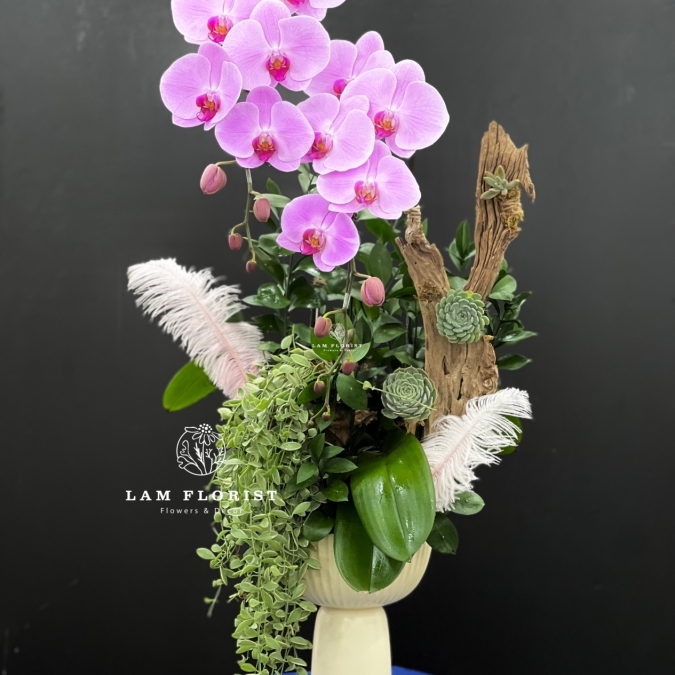 Hương Sắc Thanh Xuân - Chậu hồ điệp 2 cành