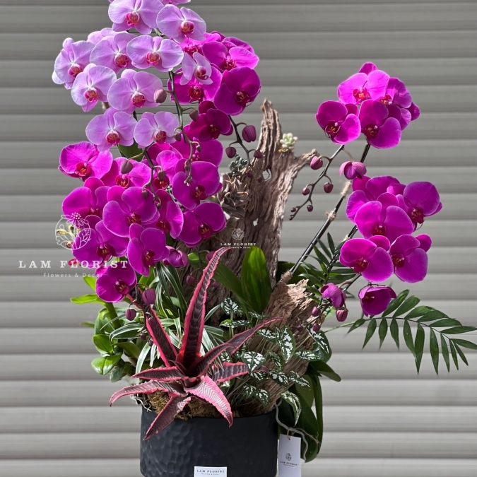 Chậu Lan Hồ Điệp Song Sắc Vượng Tài