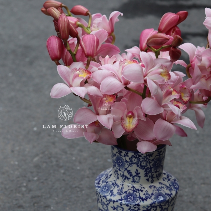 🌸 “Tịnh Sắc Hồng – Bình Địa Lan Thanh Xuân”