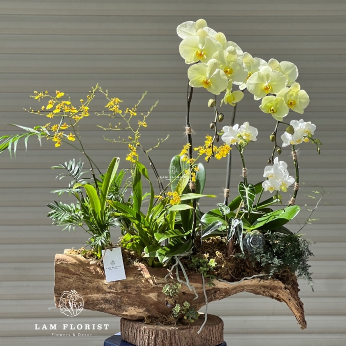 Lan Hồ Điệp Trắng – Vàng Thịnh Vượng