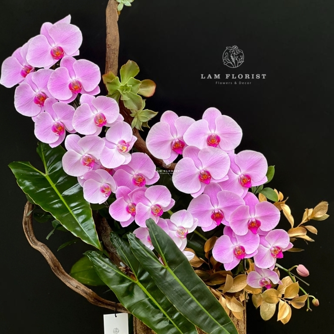  “Tựa Nắng Bình Minh – Lan Hồ Điệp Hồng Pastel” 🌸