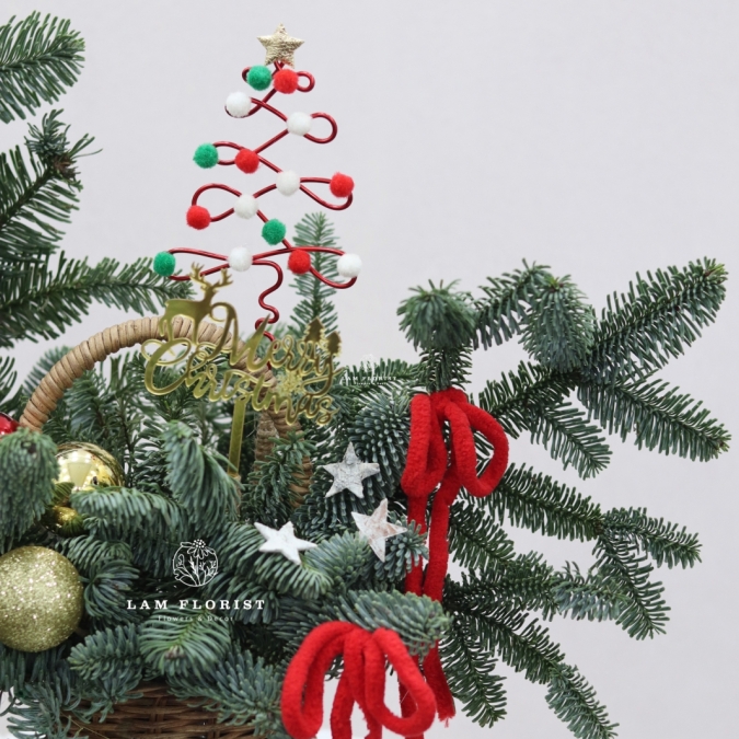  “Merry Mini Tree” – Chậu Thông Giáng Sinh Đan Mạch