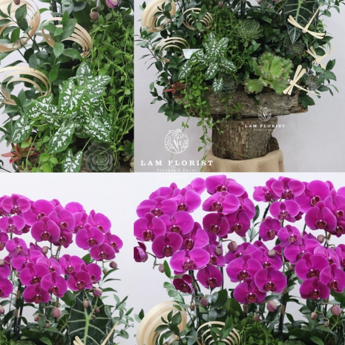 “Vượng Lan Phú Quý”