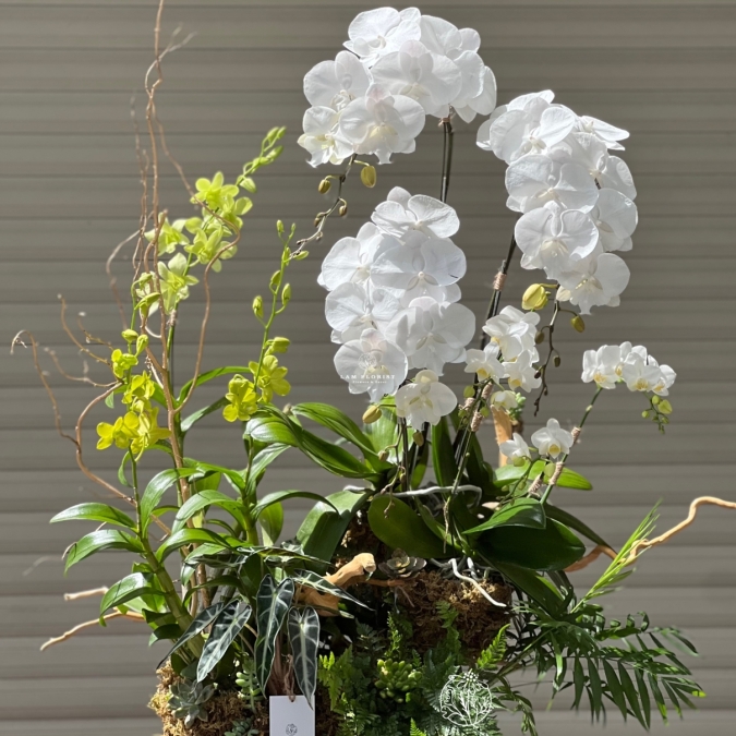 Lan Hồ Điệp Trắng Ngọc Quý