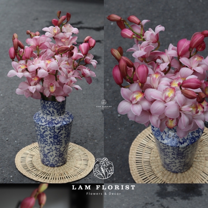 🌸 “Tịnh Sắc Hồng – Bình Địa Lan Thanh Xuân”