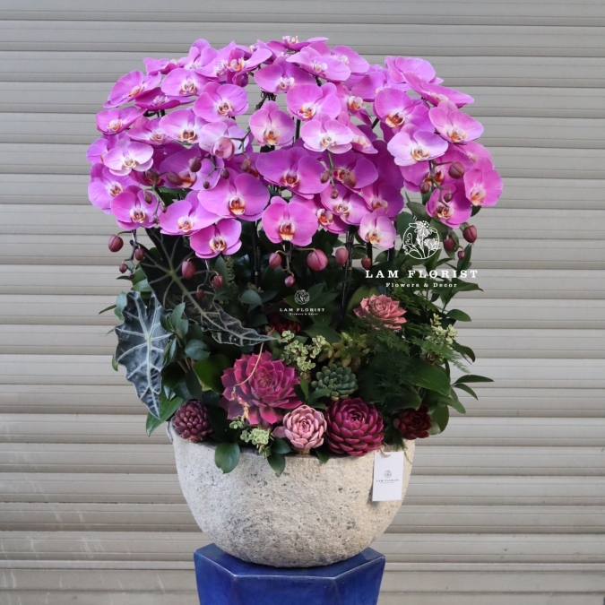 “Tử Vân Viên Mãn – Phúc Khí Đong Đầy”