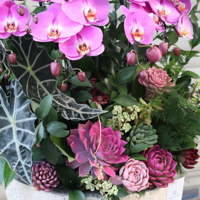 “Tử Vân Viên Mãn – Phúc Khí Đong Đầy”