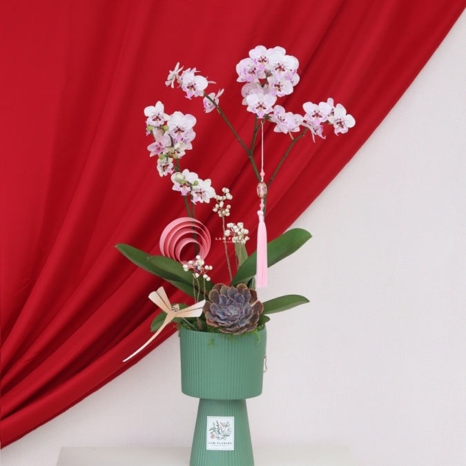 Lan Ngọc Xuân Mini 