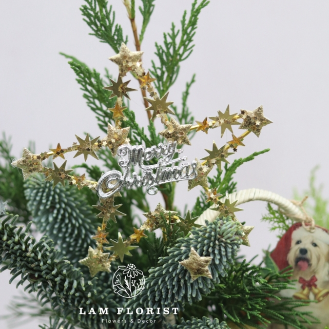 “Golden Star” – Chậu Thông Giáng Sinh Đan Mạch