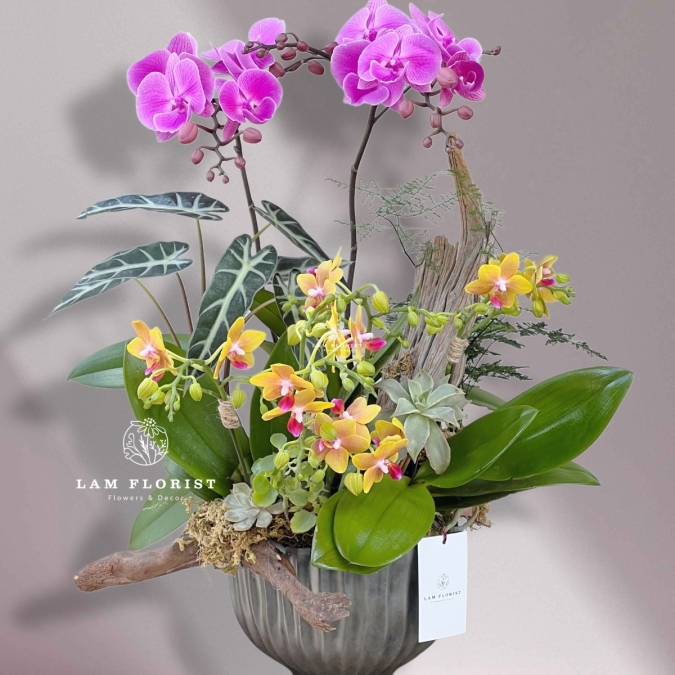 Chậu Lan Hồ Điệp Song Sắc – Thanh Tao & Rực Rỡ 