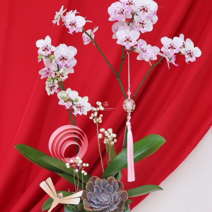 Lan Ngọc Xuân Mini 