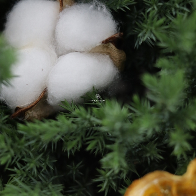 Chậu Sơn Tùng mini- Mini Cozy Tree