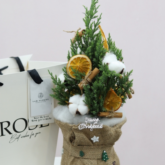 Chậu Sơn Tùng mini- Mini Cozy Tree