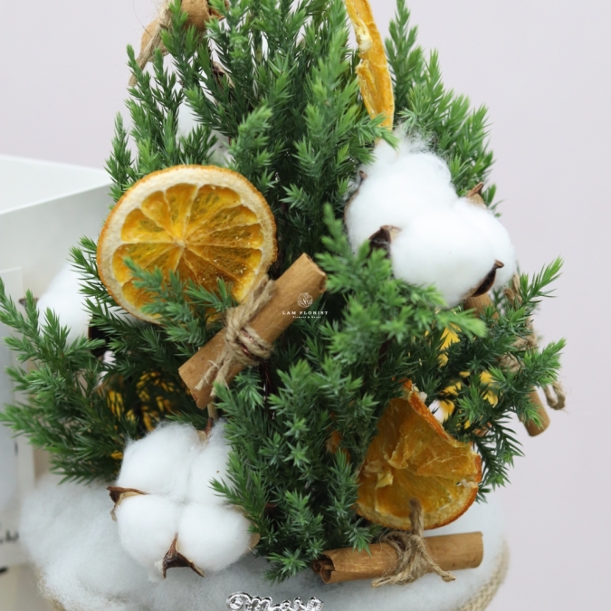 Chậu Sơn Tùng mini- Mini Cozy Tree