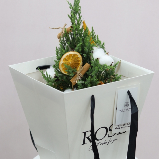 Chậu Sơn Tùng mini- Mini Cozy Tree