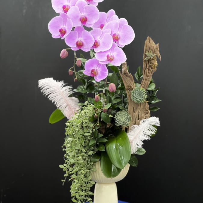 Hương Sắc Thanh Xuân - Chậu hồ điệp 2 cành