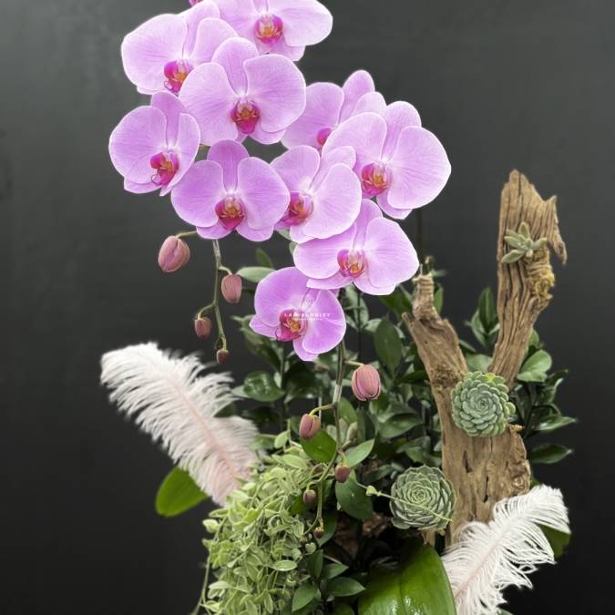 Hương Sắc Thanh Xuân - Chậu hồ điệp 2 cành