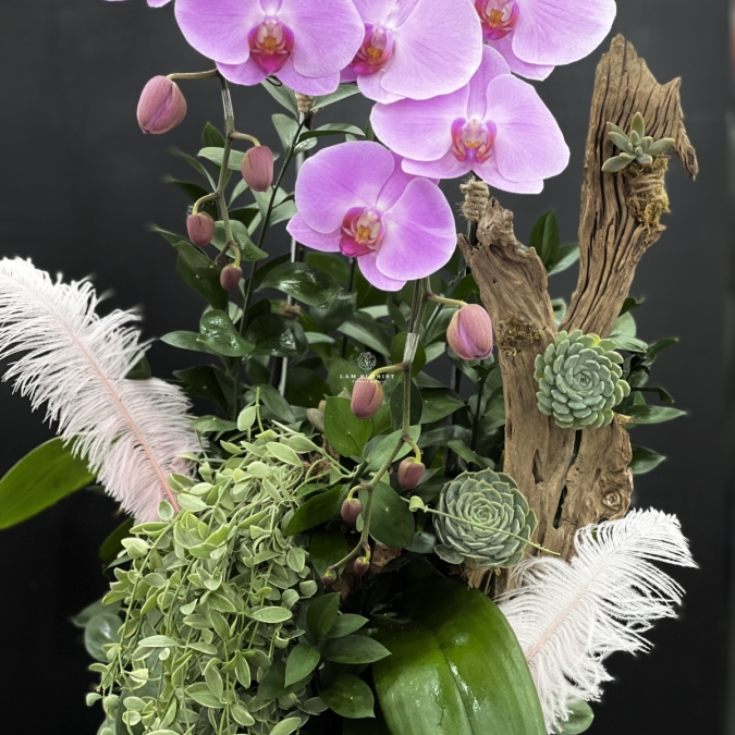 Hương Sắc Thanh Xuân - Chậu hồ điệp 2 cành