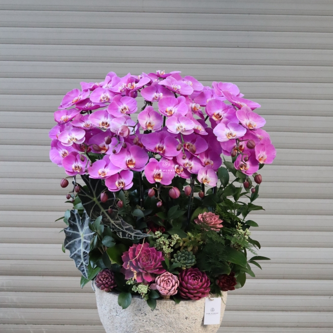 “Tử Vân Viên Mãn – Phúc Khí Đong Đầy”