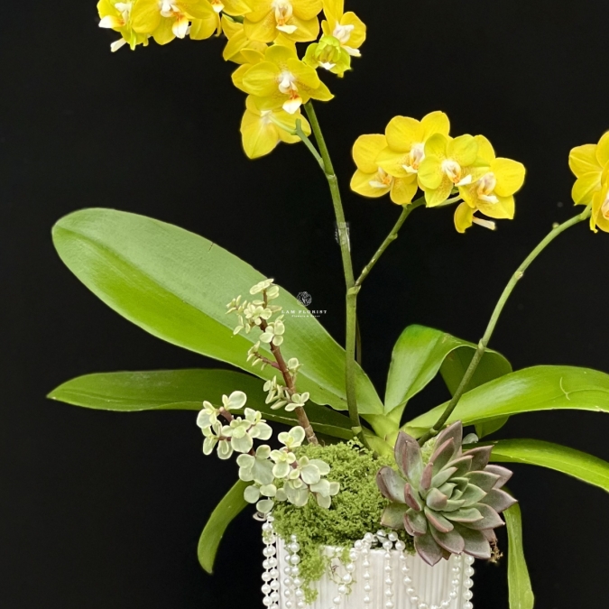 “Nắng Bình An”