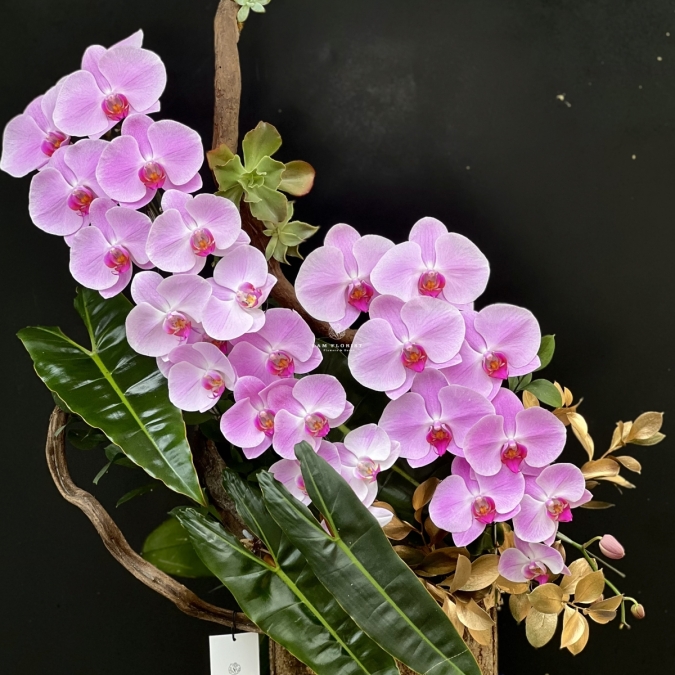  “Tựa Nắng Bình Minh – Lan Hồ Điệp Hồng Pastel” 🌸