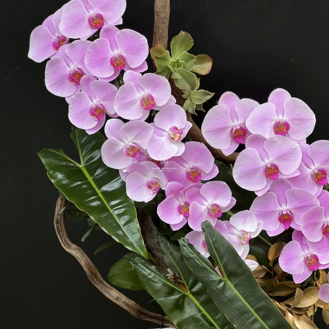  “Tựa Nắng Bình Minh – Lan Hồ Điệp Hồng Pastel” 🌸