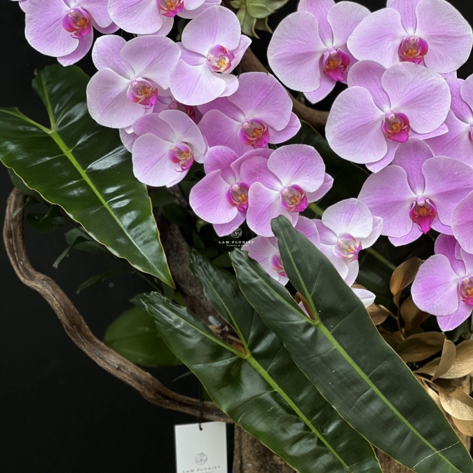  “Tựa Nắng Bình Minh – Lan Hồ Điệp Hồng Pastel” 🌸