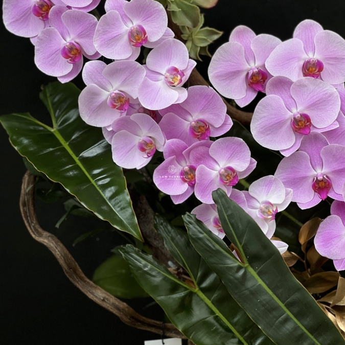  “Tựa Nắng Bình Minh – Lan Hồ Điệp Hồng Pastel” 🌸