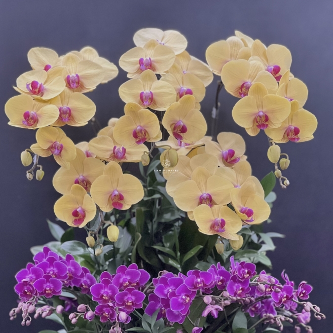 Phúc Lộc Vượng Niên