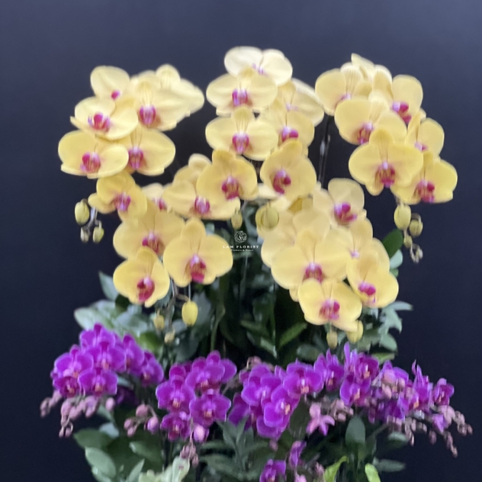 Phúc Lộc Vượng Niên