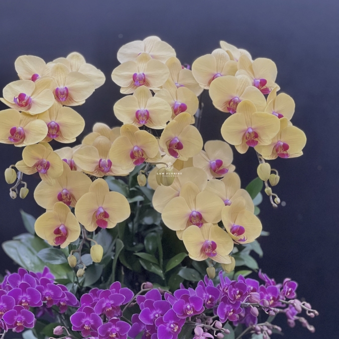 Phúc Lộc Vượng Niên