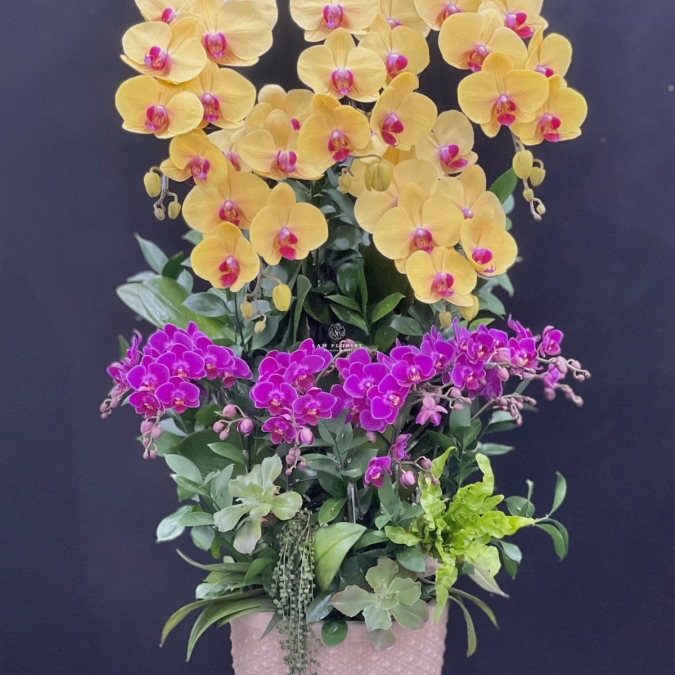 Phúc Lộc Vượng Niên