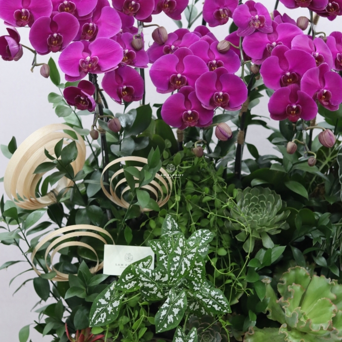 “Vượng Lan Phú Quý”