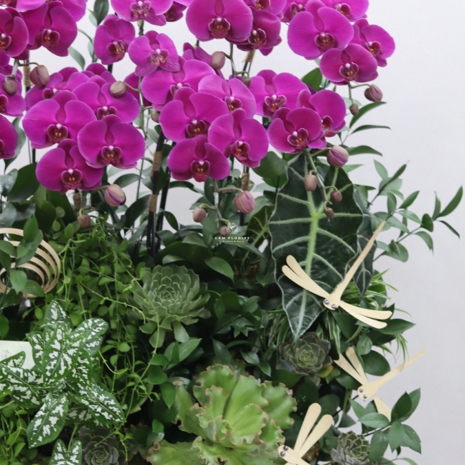 “Vượng Lan Phú Quý”