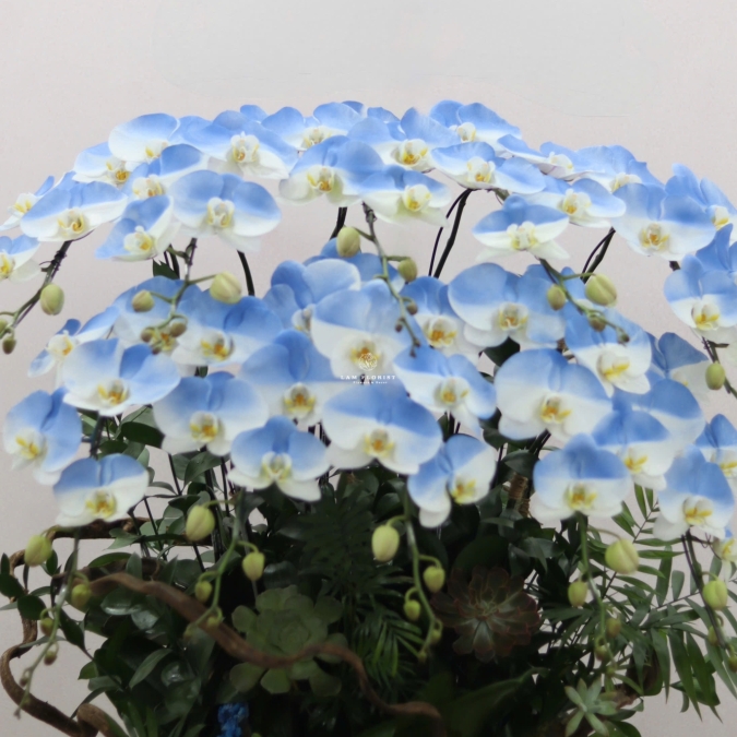  “Emerald Grace – Ngọc Lục Thanh Hoa”