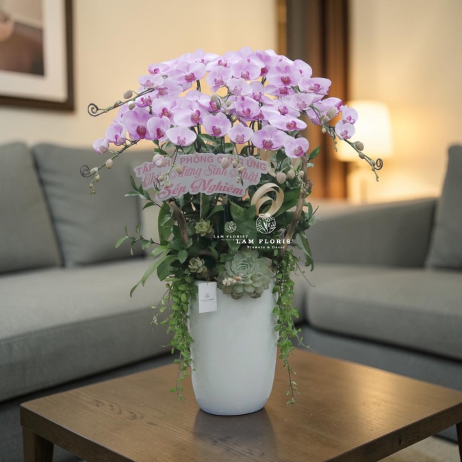Chậu Lan Hồ Điệp Hồng Nhạt 8 cành
