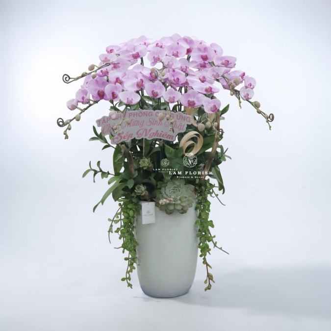 Chậu Lan Hồ Điệp Hồng Nhạt 8 cành