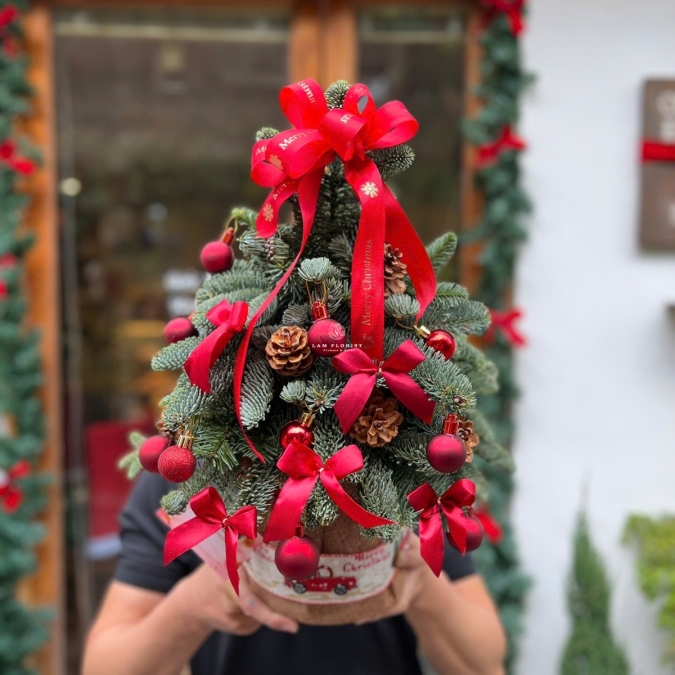 CHÂỤ THÔNG NOEL 01