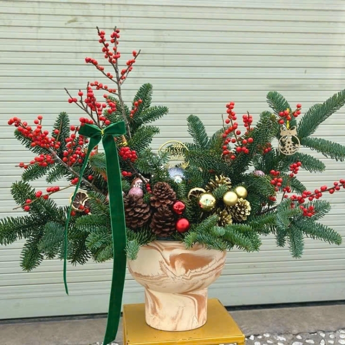 Chậu Thông Noel nhập khẩu 